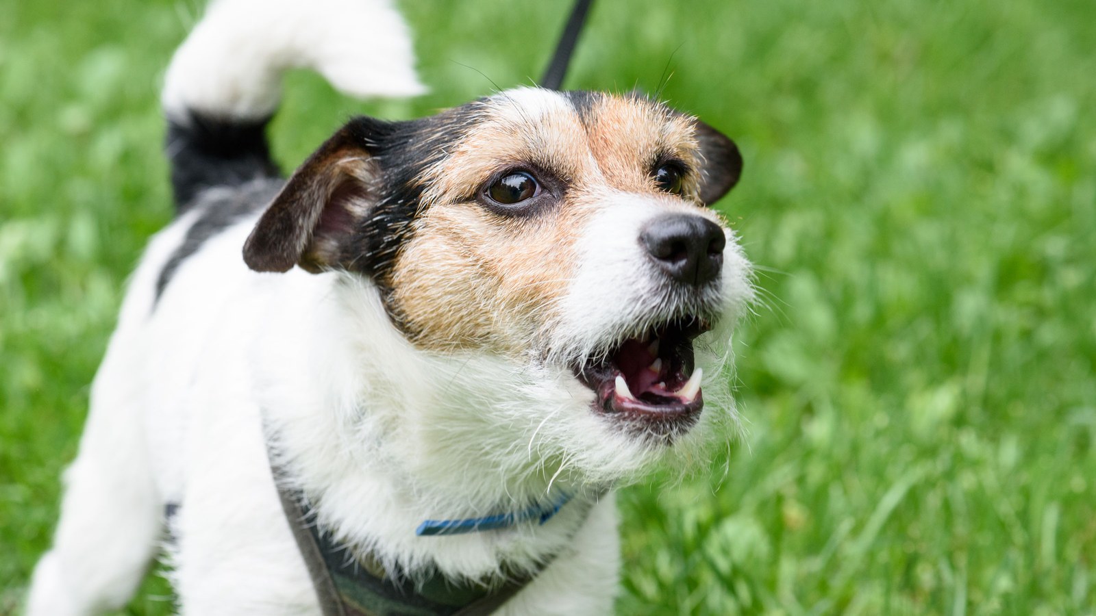 DOCU-SPECIAL: De Italiaanse hond Billy die de rechten van "vuurvliegjes" verdedigt