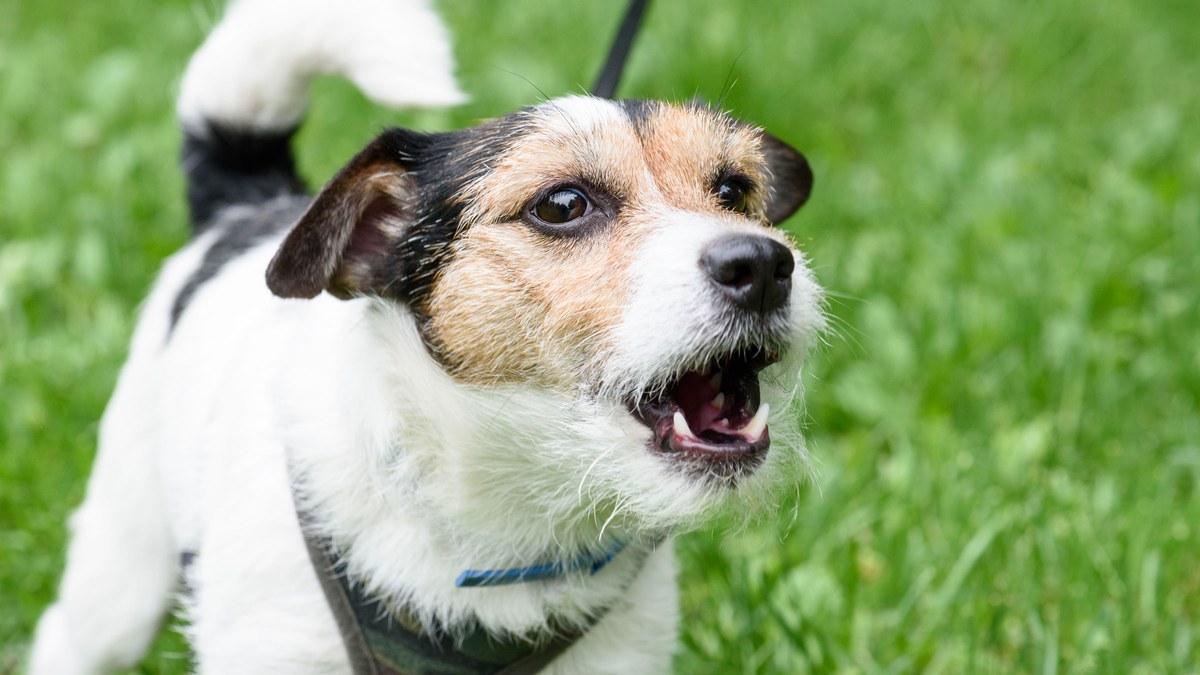 DOCU-SPECIAL: De Italiaanse hond Billy die de rechten van "vuurvliegjes" verdedigt