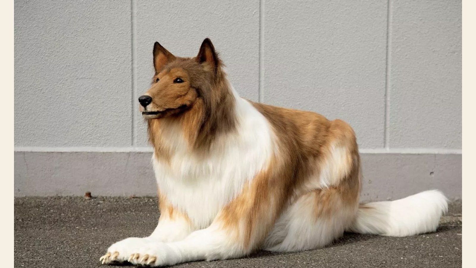 DOCU-SPECIAL: Japanse man verandert in een hond